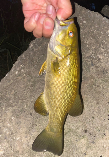 スモールマウスバスの釣果