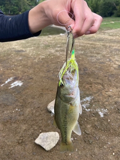 ラージマウスバスの釣果