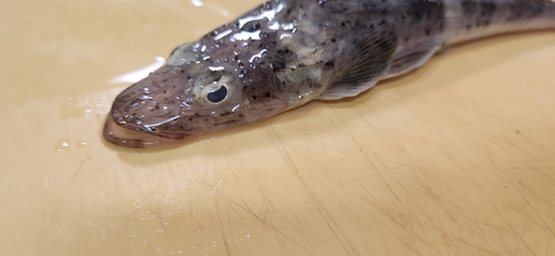 イネゴチの釣果