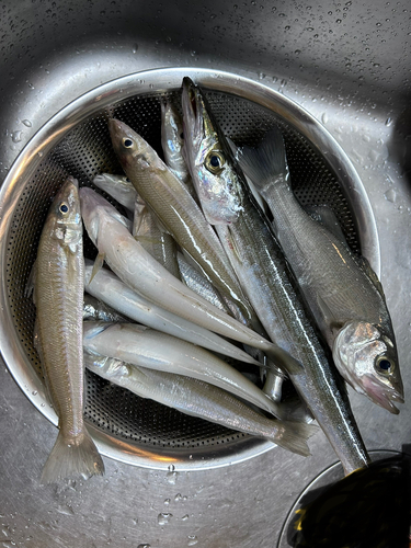 キスの釣果