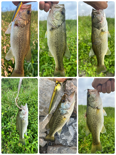 ブラックバスの釣果