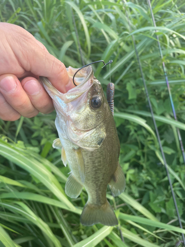 ブラックバスの釣果