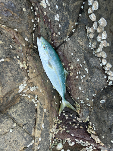 ワカシの釣果