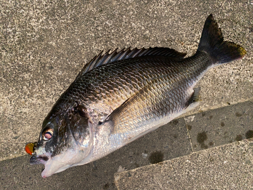 クロダイの釣果