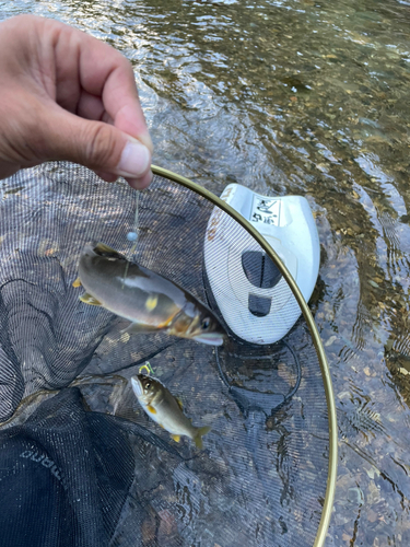 アユの釣果