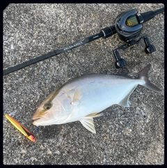 ショゴの釣果