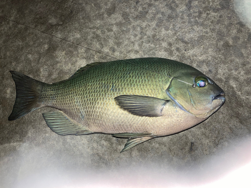 クチブトグレの釣果