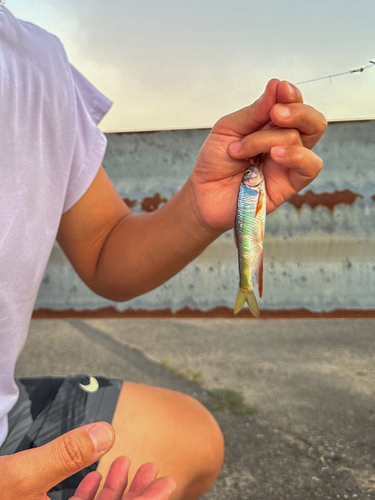 オイカワの釣果