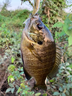 ブルーギルの釣果