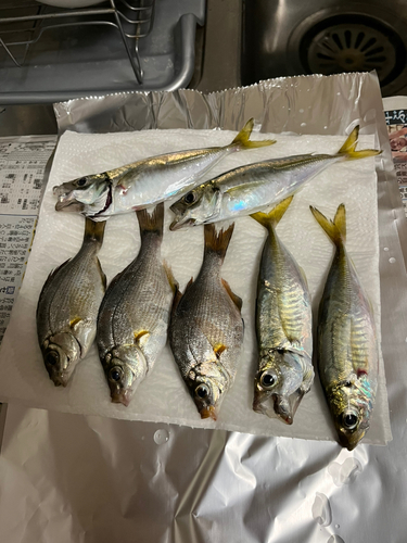 アジの釣果