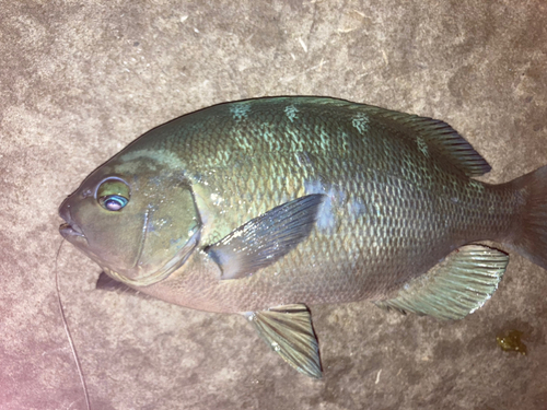 クチブトグレの釣果