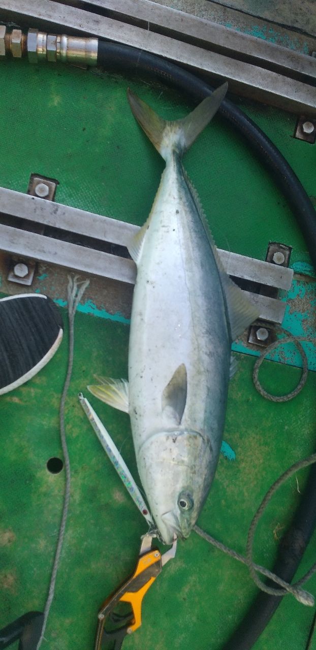 船爆まんぼうさんの釣果 2枚目の画像