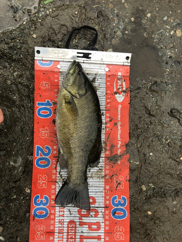 スモールマウスバスの釣果