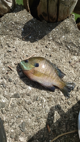 コイの釣果