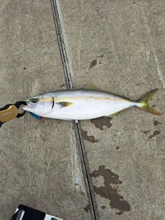 ショッコの釣果