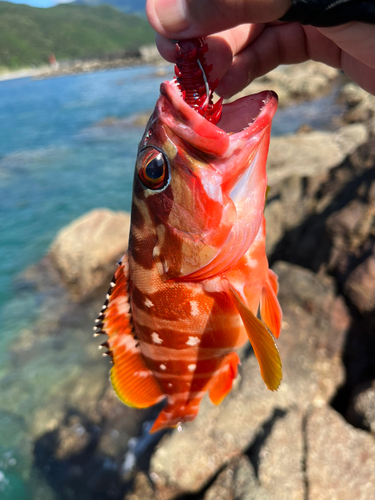 アカハタの釣果