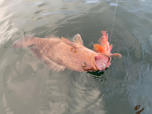 オオモンハタの釣果