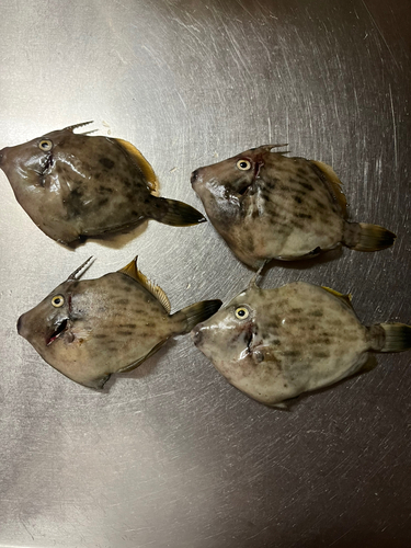 カワハギの釣果