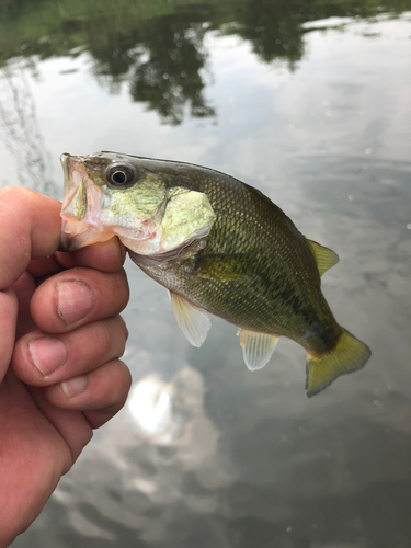 ラージマウスバスの釣果