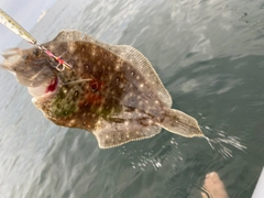 ガンゾウビラメの釣果