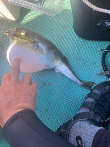 シロサバフグの釣果