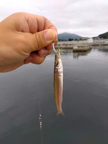 カマスの釣果