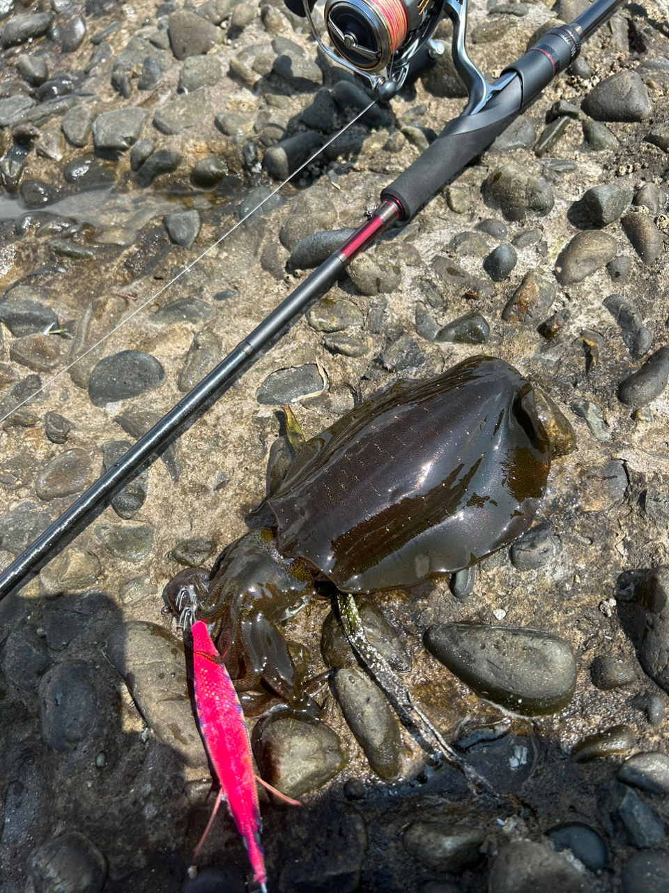 アオリイカ