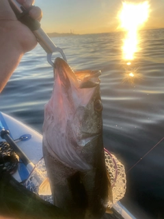 スズキの釣果