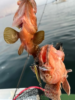 タイの釣果