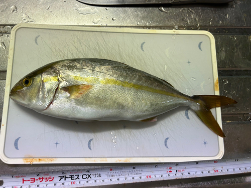 ショゴの釣果