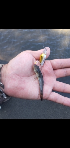 マハゼの釣果