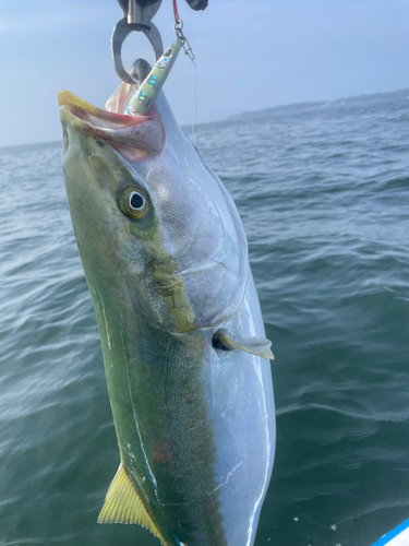 ブリの釣果