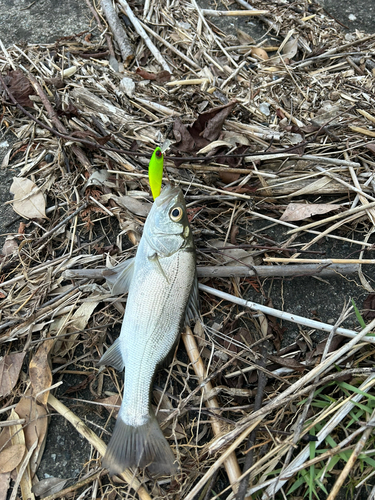 セイゴ（ヒラスズキ）の釣果