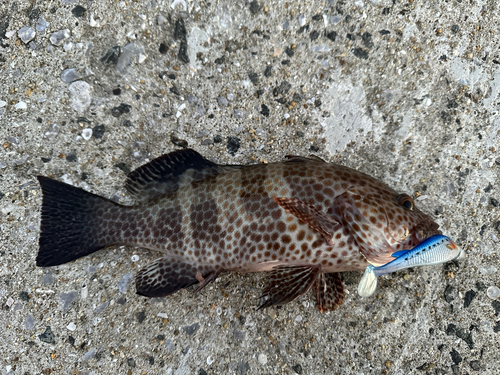 オオモンハタの釣果