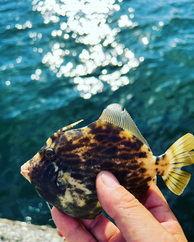 カワハギの釣果