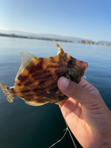 カワハギの釣果