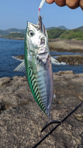 ソウダガツオの釣果