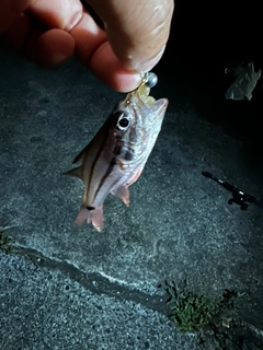 ネンブツダイの釣果