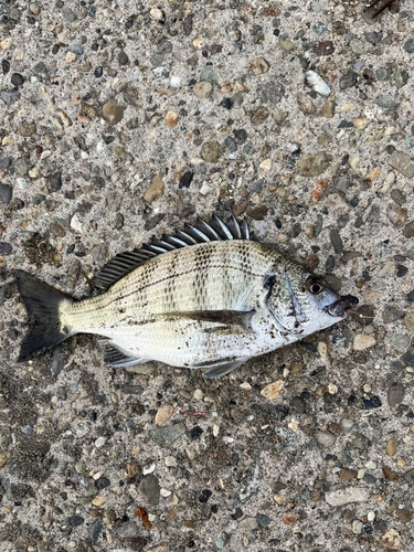 クロダイの釣果