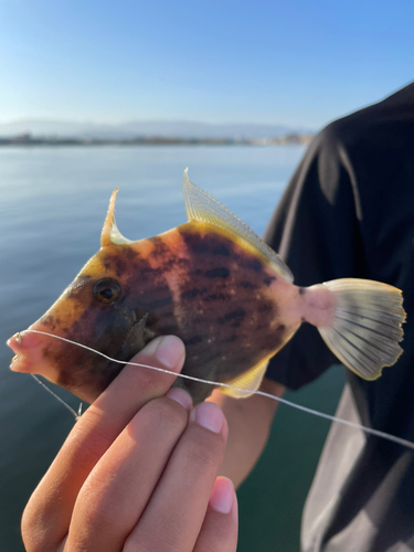 カワハギの釣果