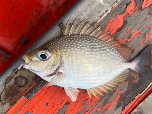 アイゴの釣果