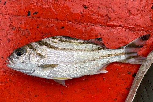 コトヒキの釣果