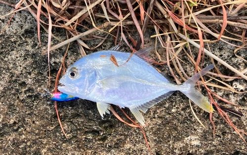 オニヒラアジの釣果