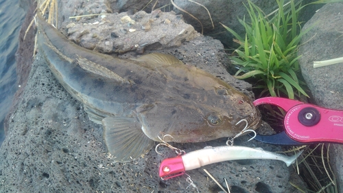 マゴチの釣果