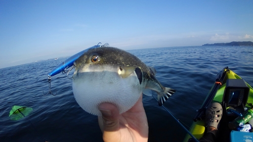 トラフグの釣果