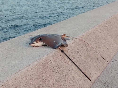 ナルトビエイの釣果