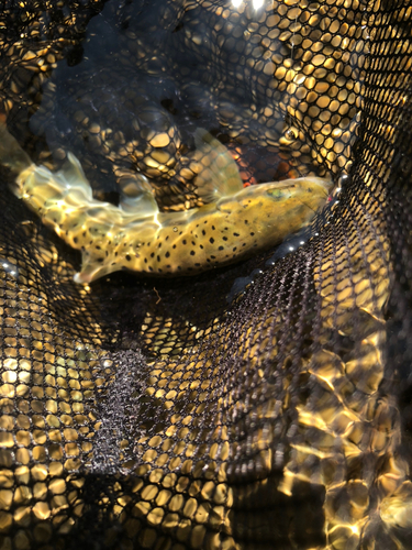 ヤマメの釣果