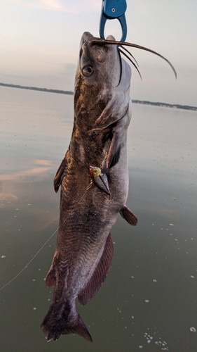 アメリカナマズの釣果