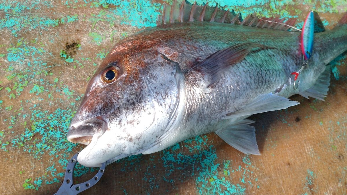 ジギンガーネコさんの釣果 2枚目の画像