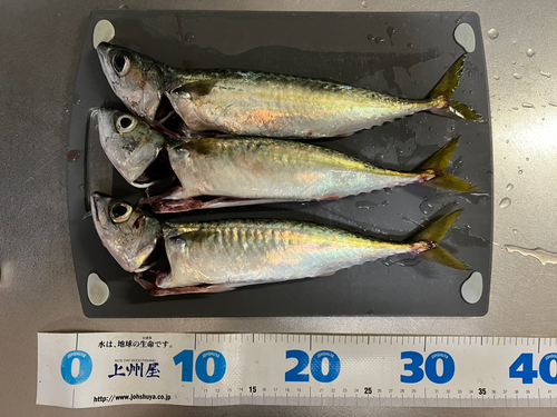 サバの釣果